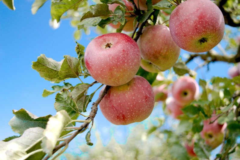 Äpfel am Baum – Symbol für Natürlichkeit in der Praxis für Osteopathie in Nürtingen